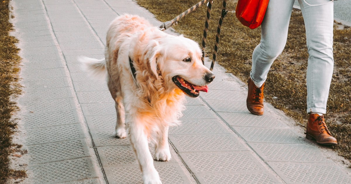 Dog Bite Injuries in Cleveland: Ohio Strict Liability and What Avery's Law Changed in 2026