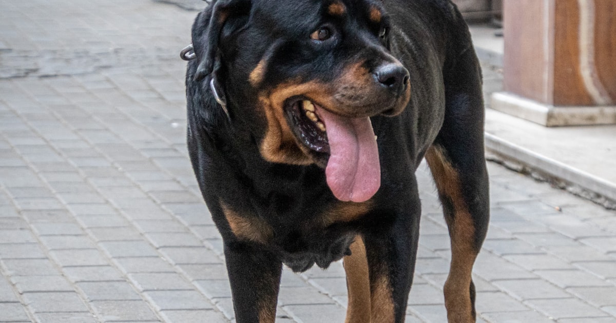 Dog Bite Injuries in Cleveland: Ohio's Strict Liability Law and Your Right to Compensation