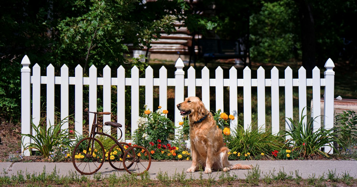 A leashed dog on a Cleveland sidewalk, where many dog bite encounters happen