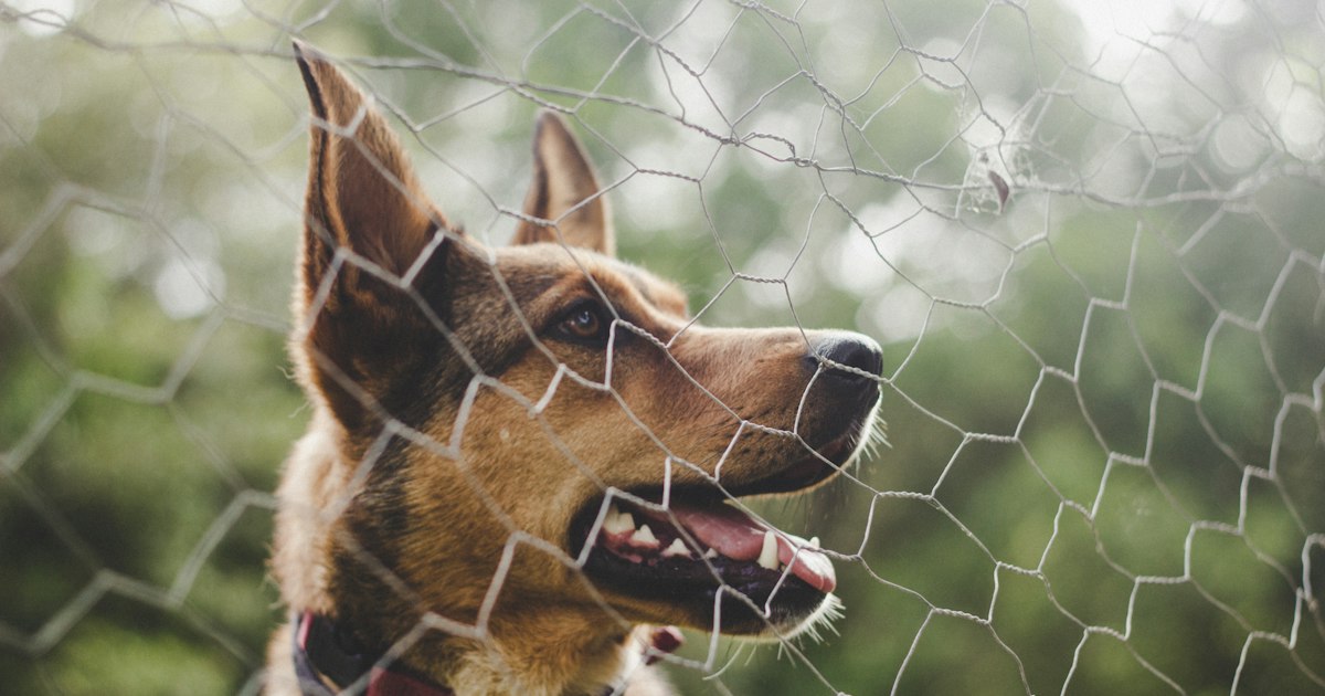 A beware of dog sign on a fence, a warning sign in Ohio dog bite cases