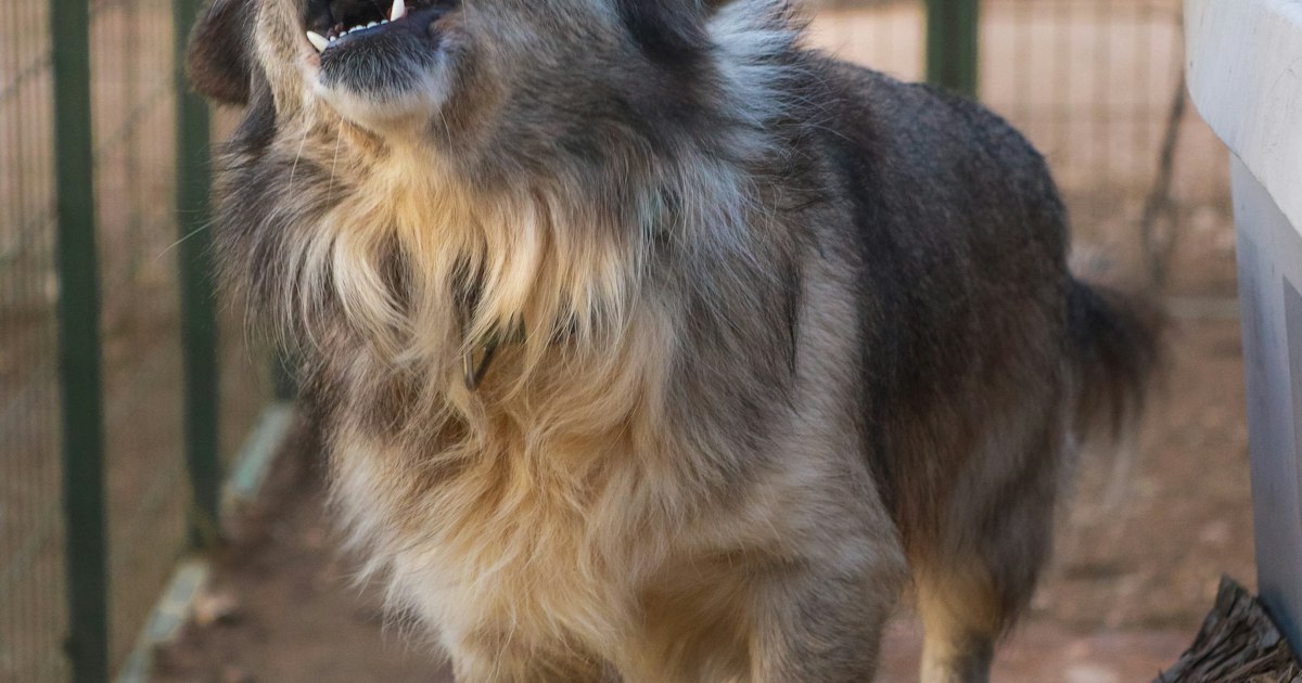 Cleveland Dog Bite Claims: Why Ohio Is Among the Deadliest States for Dog Attacks, and Your Rights Under R.C. 955.28 in 2026