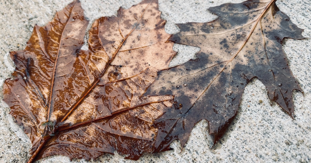 Frost and fallen leaves on outdoor steps outside a Cleveland-area building in autumn