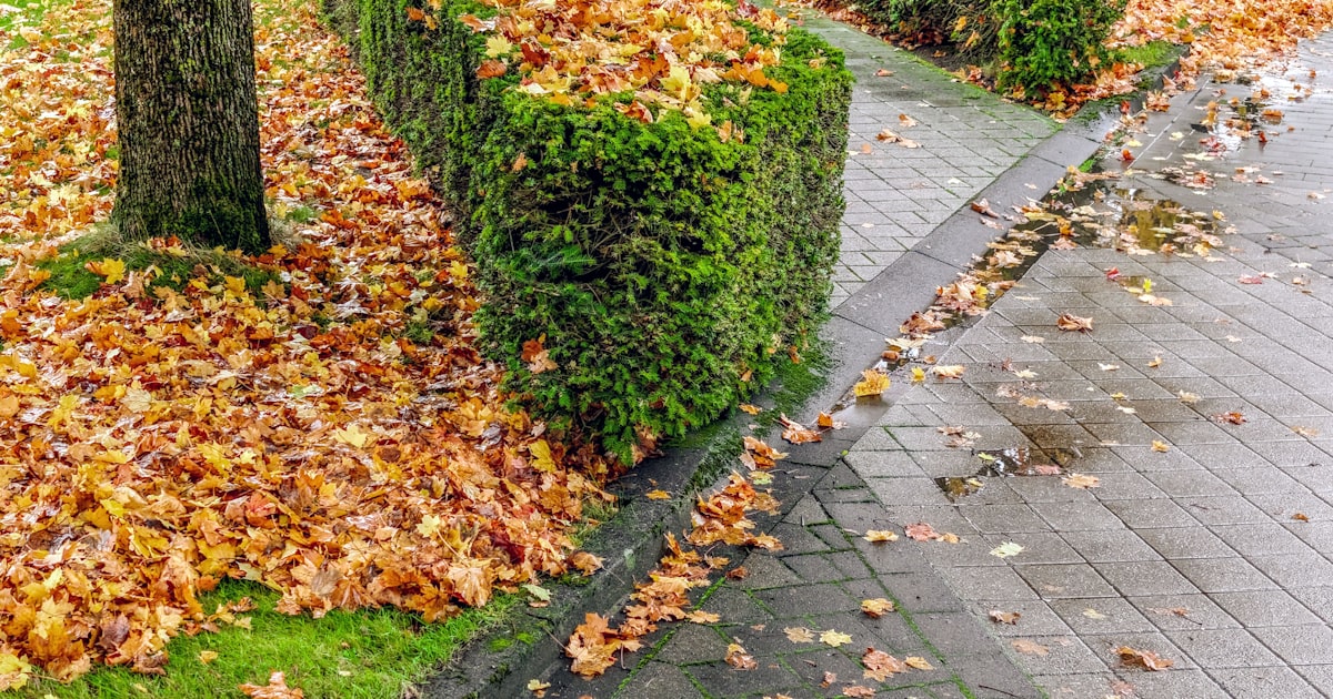 A wet, leaf-strewn walkway near a storefront entrance in Cleveland during autumn