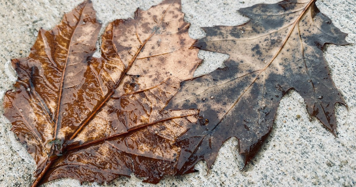 Cleveland Slip and Fall Claims: Your Rights Under Ohio Law as Wet Leaves and Early Frost Raise Fall Hazards in 2026