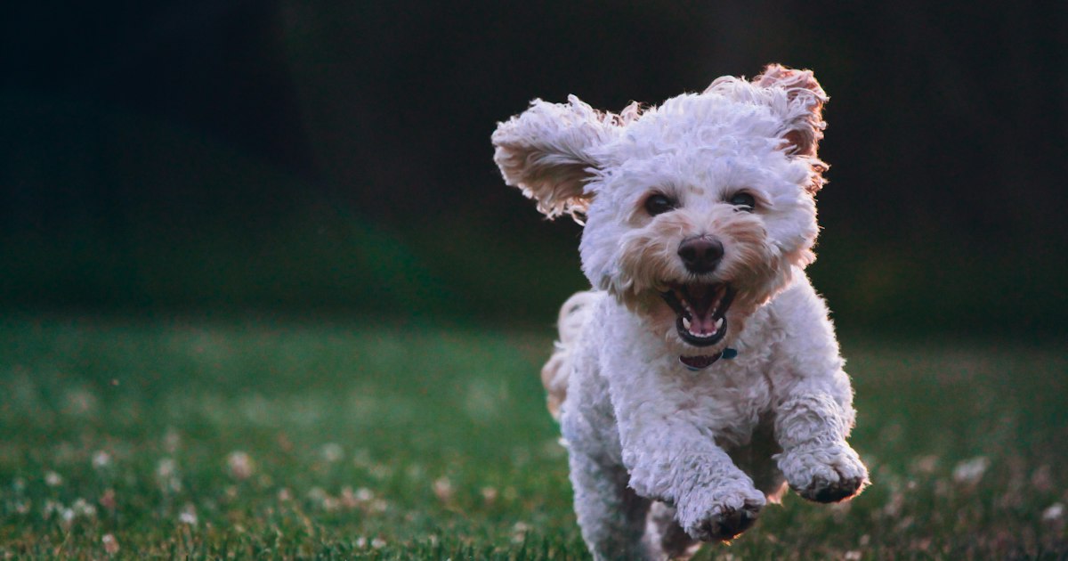 A child in a Halloween costume walking a Cleveland sidewalk at dusk, when dog bite risk rises